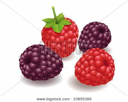 Frambuesa, fruta de la Hindberry