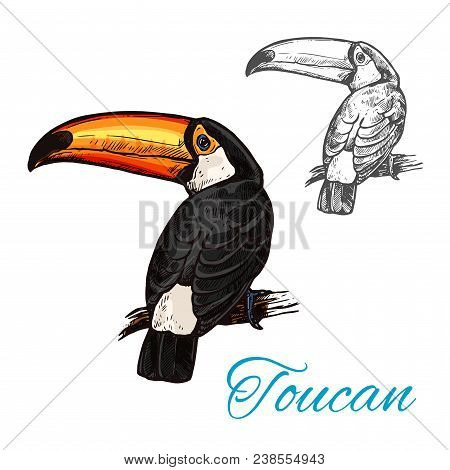 Toucan Tropical Bird Sitting On Branch Sketch. South American Exotic Toco Toucan With Bright Feather