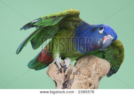 Голубой возглавлял Pionus