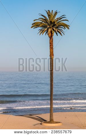 Iconic Canary Island Date Palm (phoenix Canariensis) Tree At Moonlight Beach In Encinitas, Californi