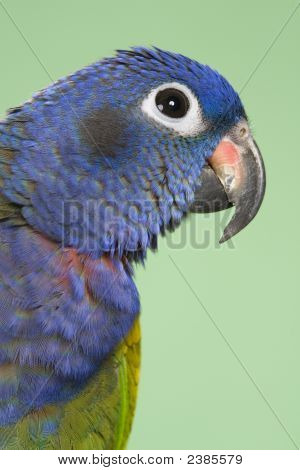 Голубой возглавлял Pionus