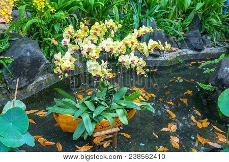 Ho Chi Minh City, Vietnam - February 11, 2018: Spring Festival Flower Garden In Lunar Year To Attrac