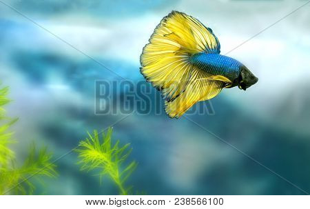 Halfmoon Betta Colorful Swimming In Fish Tank. This Is A Species Of Ornamental Fish Used To Decorate