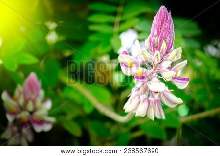 Fabaceae Flower  , This Name Kan Pai Mahidol Flower Is A Type Of Vine , Found In Kanchanaburi Provin