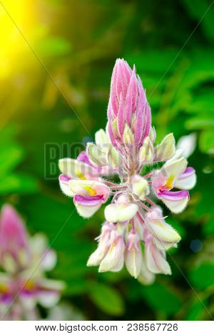 Fabaceae Flower  , This Name Kan Pai Mahidol Flower Is A Type Of Vine , Found In Kanchanaburi Provin