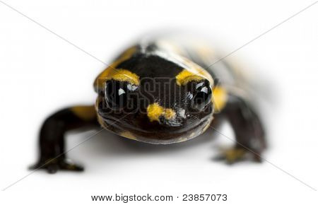 Brand salamander, Salamandra salamandra, foran hvid baggrund