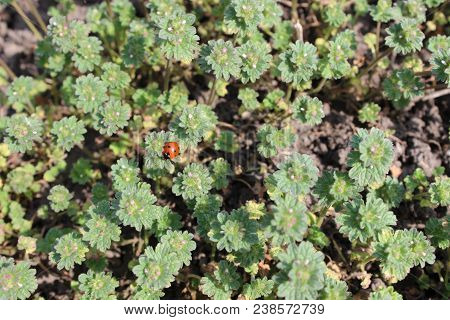 Ladybird On Green Bush In City Park