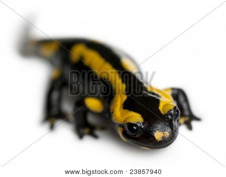 Brand salamander, Salamandra salamandra, foran hvid baggrund