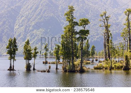 Kahikatea Trees In Lake Brunner