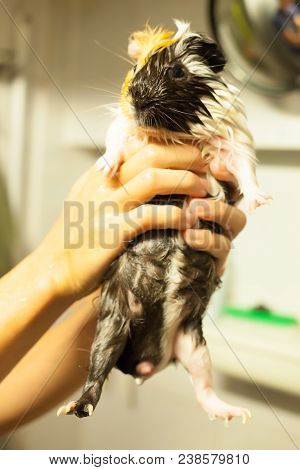 Selective Focus On White, Black, Orange Brown Guinea Pigs Taking A Bath In The Bath Tub. The Domesti
