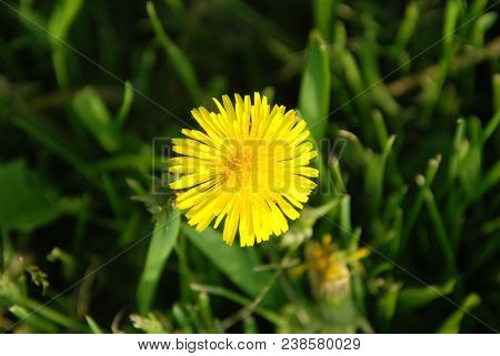 Yellow Blooming Dandelions Groething On Green Grass Field.