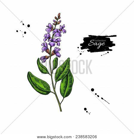 Sage Vector Drawing. Isolated Plant With Flower And Leaves. Herbal Colorful Illustration. Detailed O