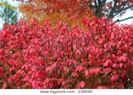 Burning Bush