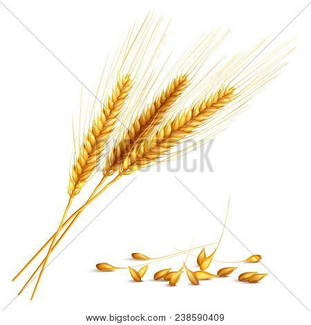Barley Ears And Grain With Harvest And Farming Symbols Realistic Vector Illustration