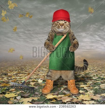 The Cat Gardener Rake Dead Leaves In His Garden.