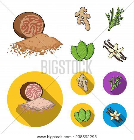 Ginger, Rosemary, Vanilla, Mint.herbs And Spices Set Collection Icons In Cartoon, Flat Style Vector 