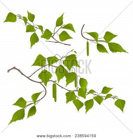 Twigs Birch With Catkins Set First On A White Background Vintage Vector Botanical Illustration Edita