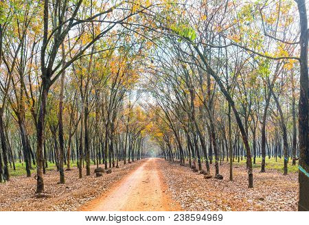 Path Rubber Season Change Leaves With Trees Line Up Dirt Road Leading Into Down At Horizon So Beauti