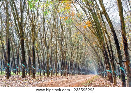 Path Rubber Season Change Leaves With Trees Line Up Dirt Road Leading Into Down At Horizon So Beauti