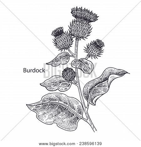 Realistic Medical Plant Burdock. Vintage Engraving. Vector Illustration Art. Black And White. Hand D