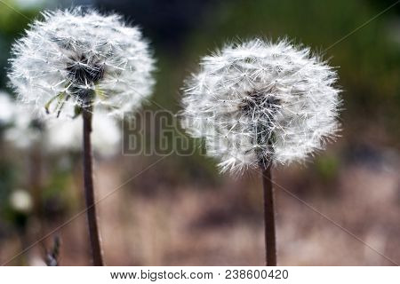 Dandelion Seeds In Sunlight On A Fresh Green Morning Background