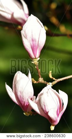 Close Up Of Beautiful Pink And White Alexandrina Magnolia Blossom