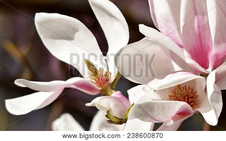 Close Up Of Beautiful Pink And White Alexandrina Magnolia Blossom