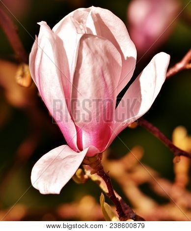 Close Up Of Beautiful Pink And White Alexandrina Magnolia Blossom