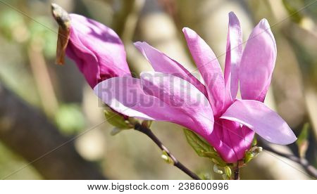 Close Up Of Beautiful Pink And White Alexandrina Magnolia Blossom
