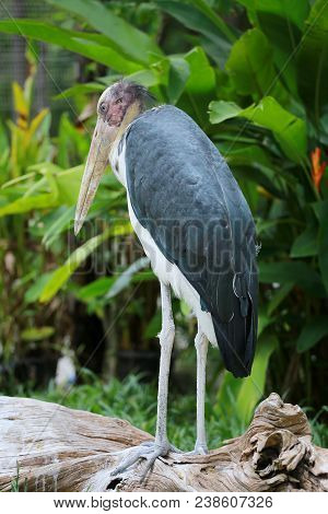 Lesser Adjutant Stork Of Tropics Bird In The Outdoor Nature.