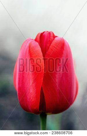 Biautiful Big Red Tulip. Photo. Flowers Spring