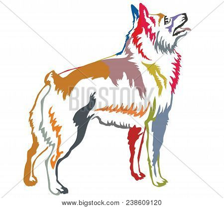 Colorful Contour Decorative Portrait Of Standing In Profile Schipperke, Vector Isolated Illustration