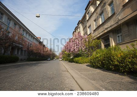 Uzhgorod, Ukraine - 18 April 2015: Blooming Street In Spring With Blue Clear Sky. Accurate Narrow Ci