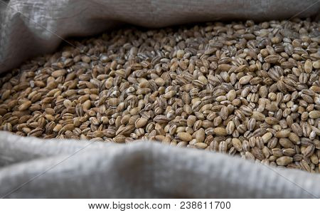 Close Up In A Bag Full Of Wheat On A Market. Macro Photo. Healthy Dietary Food Rich In Microelements