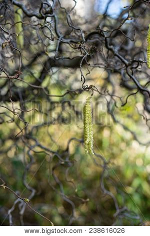 Close Up Of Yellow Corkscrew Hazel Also Known As Corylus Avellana Contorta
