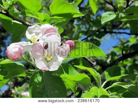 Ladybug Beetle On Spring Apple Tree Blossom