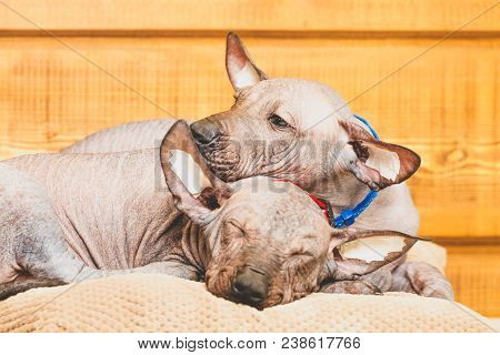 Xoloitzcuintle Nude Mexican, two puppies, close-up, against a wooden wall, sleeping on a pillow