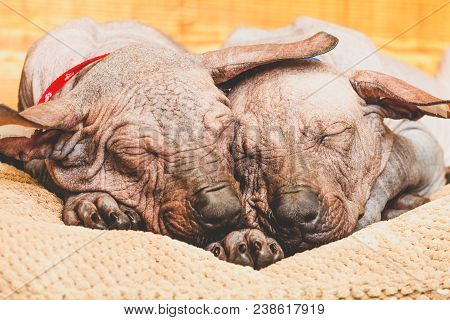 Xoloitzcuintle Naked Mexican, Two Puppies, Close-up, Against A Wooden Wall, Sleeping On A Pillow