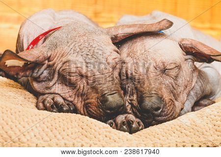 Xoloitzcuintle Naked Mexican, Two Puppies, Close-up, Against A Wooden Wall, Sleeping On A Pillow