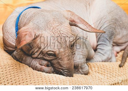 Xoloitzcuintle Naked Mexican Puppy, Close-up, Against A Wooden Wall, Sleeping On A Pillow