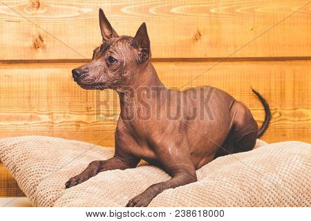 Xoloitzcuintle Naked Mexican Dog, Close-up, Against The Background Of A Wooden Wall