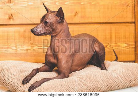 Xoloitzcuintle Naked Mexican Dog, Close-up, Against The Background Of A Wooden Wall