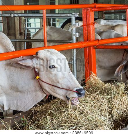 The Cow Is Waiting For The Benefactor To Be Redeemed From The Slaughterhouse To The Farm