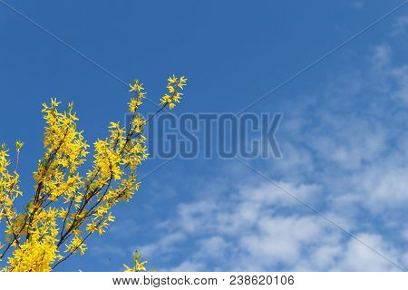 Yellow Spring Flowers On A Branch On A Blue Sky Background With Clouds Natural Background