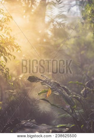 Beautiful Scene Misty Old Forest With Sun Rays, Shadows And Fog