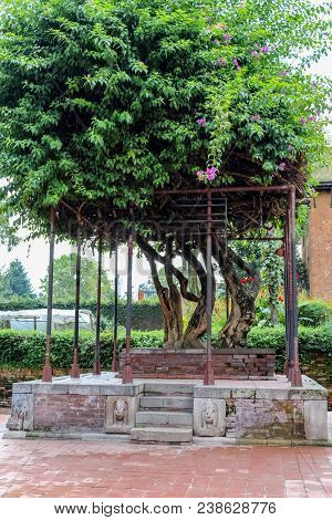 Beautiful Old Bougainvillea Tree With Blooming Flowers In Nepal, Asia