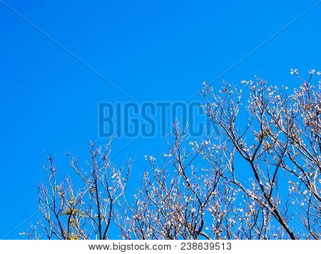 Dried Pot Of Padauk On Deciduous Tree In The Autumn Season With Blue Sky Background