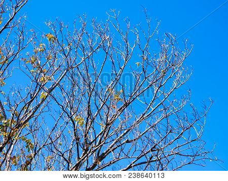 Dried Pot Of Padauk On Deciduous Tree In The Autumn Season With Blue Sky Background