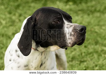 Animal Portrait Of Black And White Dog On Green Background.