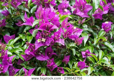 Blooming Purple Flower, Bougainvillea Glabra From Brazil